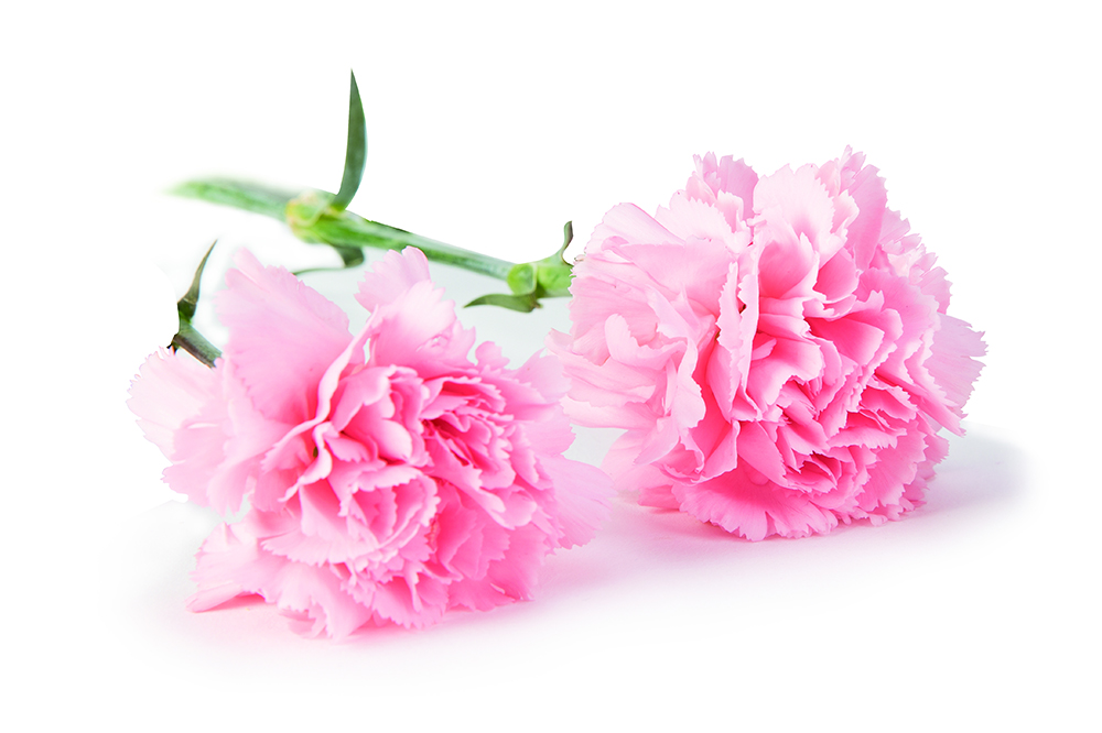 新生活_新生活集團_新生活化妝品_母親節(jié)